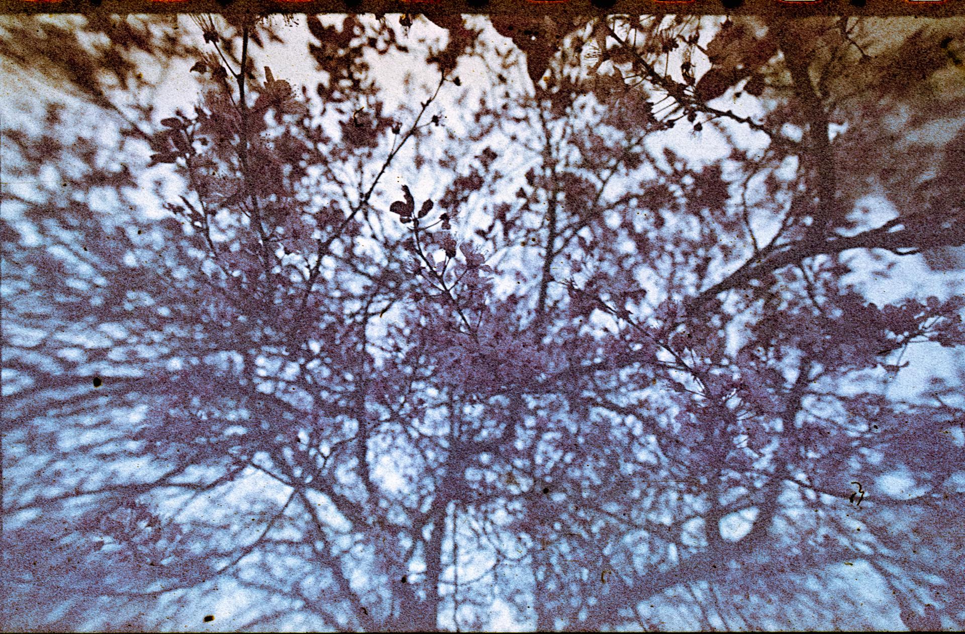 Thumbnail /2022 Brandenburg/Fürstenwalde/Füstenwalde Cherry Blossom Agfac II.jpg